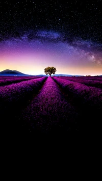 plant, purple, natural environment, natural landscape, tree wallpaper