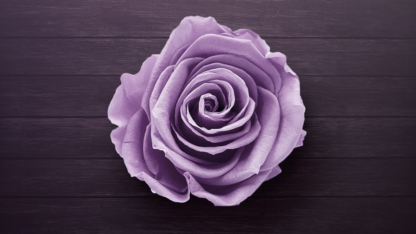 Uma rosa roxa em uma mesa de madeira preta com fundo roxo (roxo, rosa, violeta, flor, rosas de jardim)