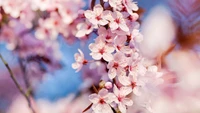 Fleurs de cerisier délicates fleurissent à la lumière du printemps