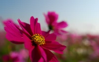 pétala, rosa, planta com flores, planta, cosmos do jardim