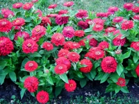 Vibrant Red Zinnias in Full Bloom