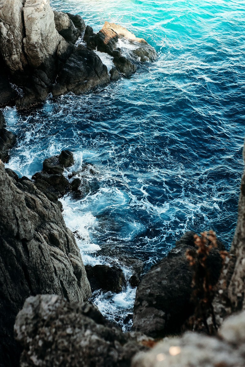 Птица сидит на камне у воды (скала, земля, вода, море, берег)