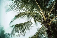 Palmier de coco luxuriant contre un ciel lumineux