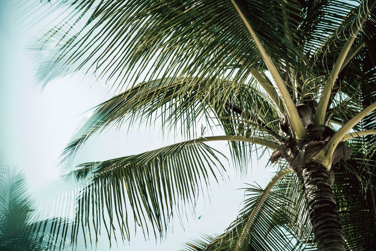 There is a palm tree that is growing in the middle of the day (tree, coconut, woody plant, portrait, vegetation)