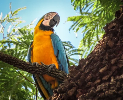 Vibrante guacamayo jacinto posado en exuberante follaje de jungla