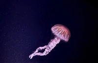 Glowing Pink Jellyfish in Dark Waters