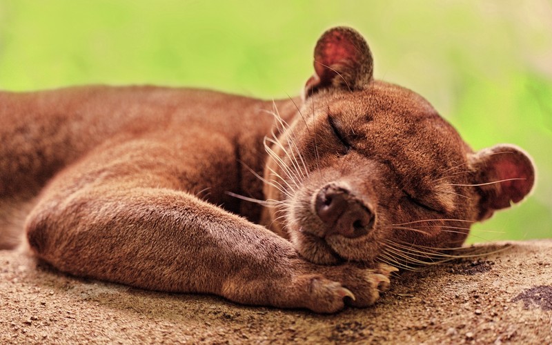 Il y a un petit chien brun qui dort sur une pierre (marron, peau, expression faciale, animal terrestre, museau)