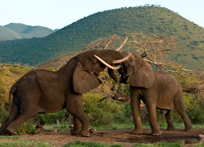 Elephants Engaging in a Display of Strength in the Wilderness