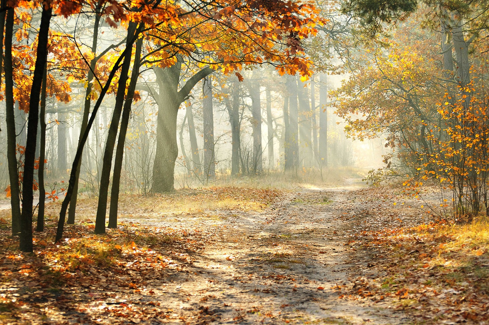 Un primer plano de un camino de tierra en un bosque con árboles (bosque, árbol, naturaleza, otoño, hoja)