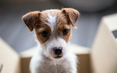 chien, jack russell terrier, chiot, border collie, race de chien