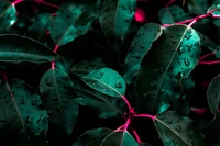 Vibrant Green Leaves with Raindrops on a Dark Background