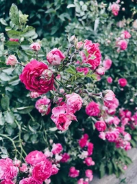 Rosas Floribunda de color rosa vibrante en plena floración