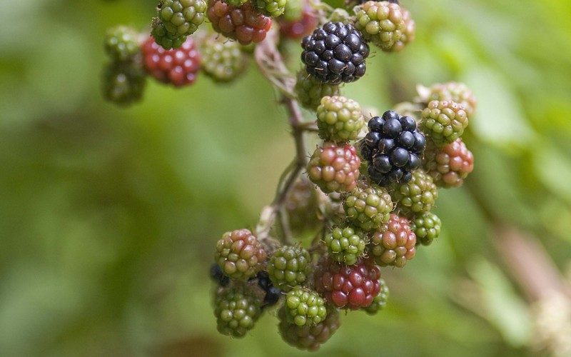 Гроздья черники и зеленых ягод на ветке (фрукт, mulberry, растение, фруктовое дерево, полукустарник)