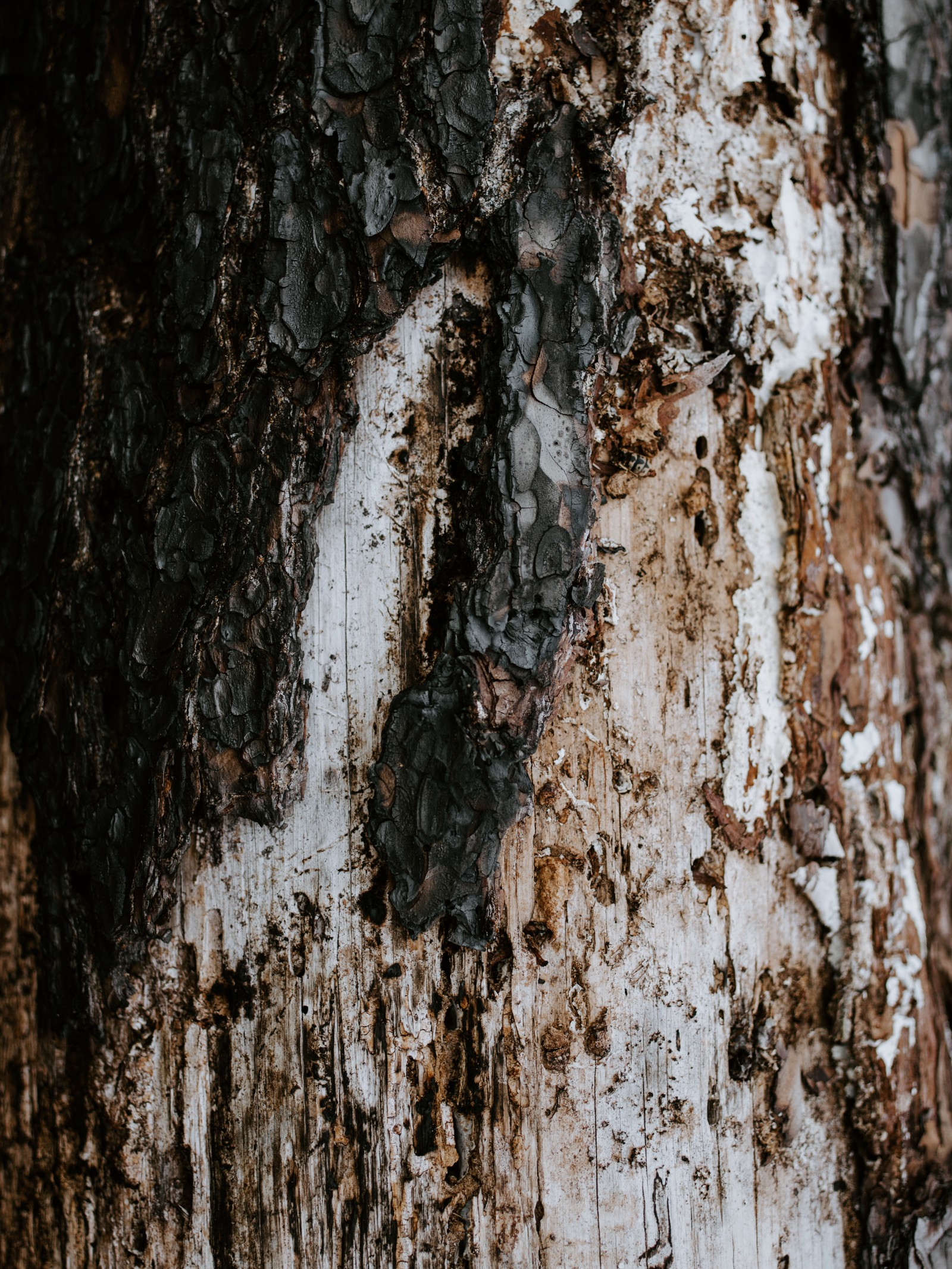 A close up of a tree trunk with a white and black paint (trunk, tree, wood, bark, brown)