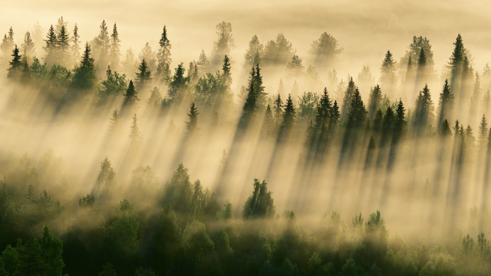 Un primer plano de un bosque con niebla y árboles al fondo (naturaleza, niebla, mañana, árbol, atmósfera)