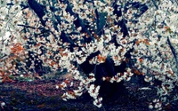 Árbol de cerezo en flor en primavera