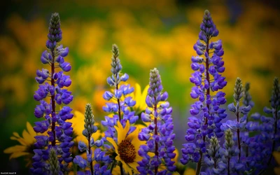 Lupinos roxos vibrantes entre flores silvestres amarelas na floração da primavera