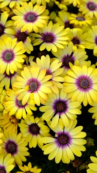 Close-up vibrante de margaridas amarelas com acentos roxos em plena floração