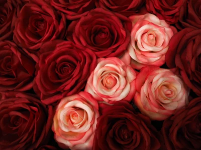 Gros plan de belles roses rouges et blanches en pleine floraison