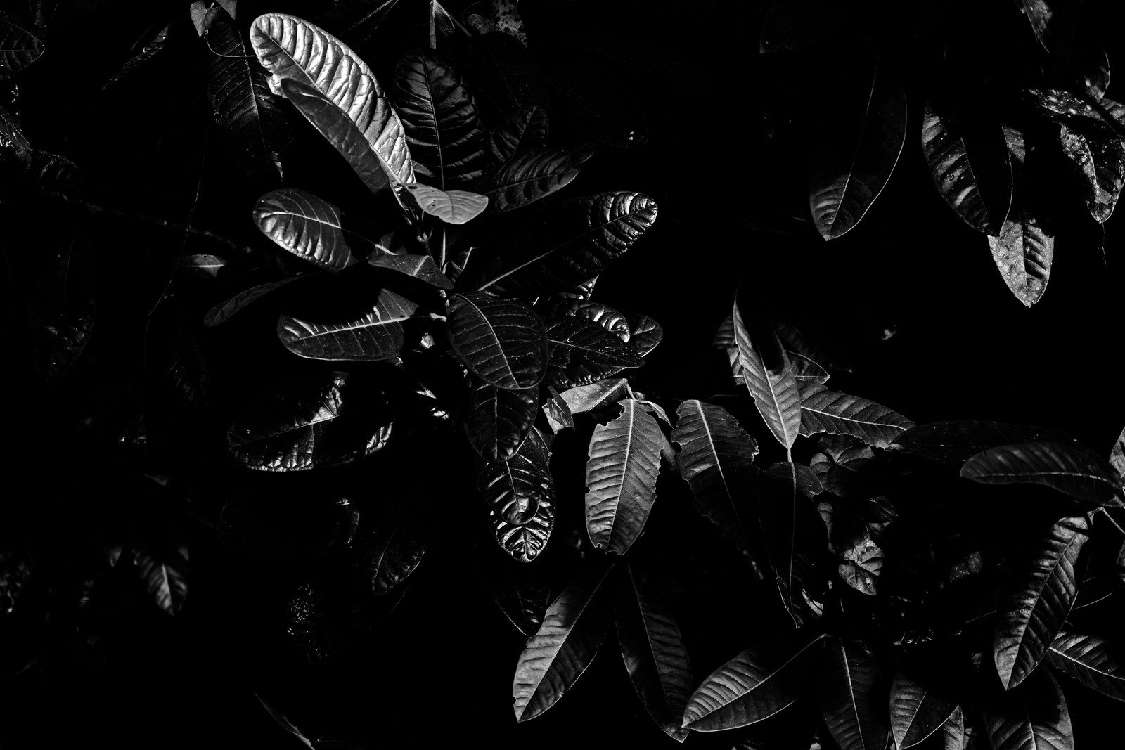 Un primer plano de una foto en blanco y negro de una planta (oscuridad, monocromo, hoja, árbol, modo monocromo)