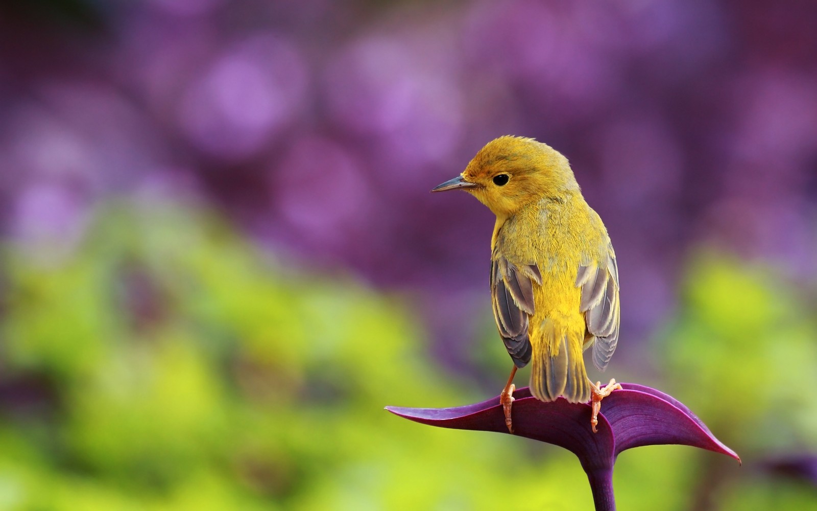 Il y a un petit oiseau jaune assis sur une fleur violette (oiseau, bec, faune, flore, matin)