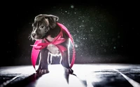 Cachorro de Terrier Escocés con cinta roja en iluminación dramática