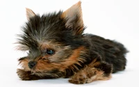 Adorabler Yorkshire Terrier Welpe, der sich auf einem weißen Hintergrund entspannt