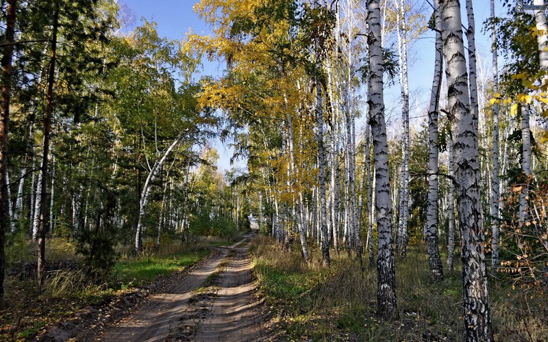 Вид на грунтовую дорогу сквозь лес с множеством деревьев (лес, дерево, берёза, осень, заповедник)