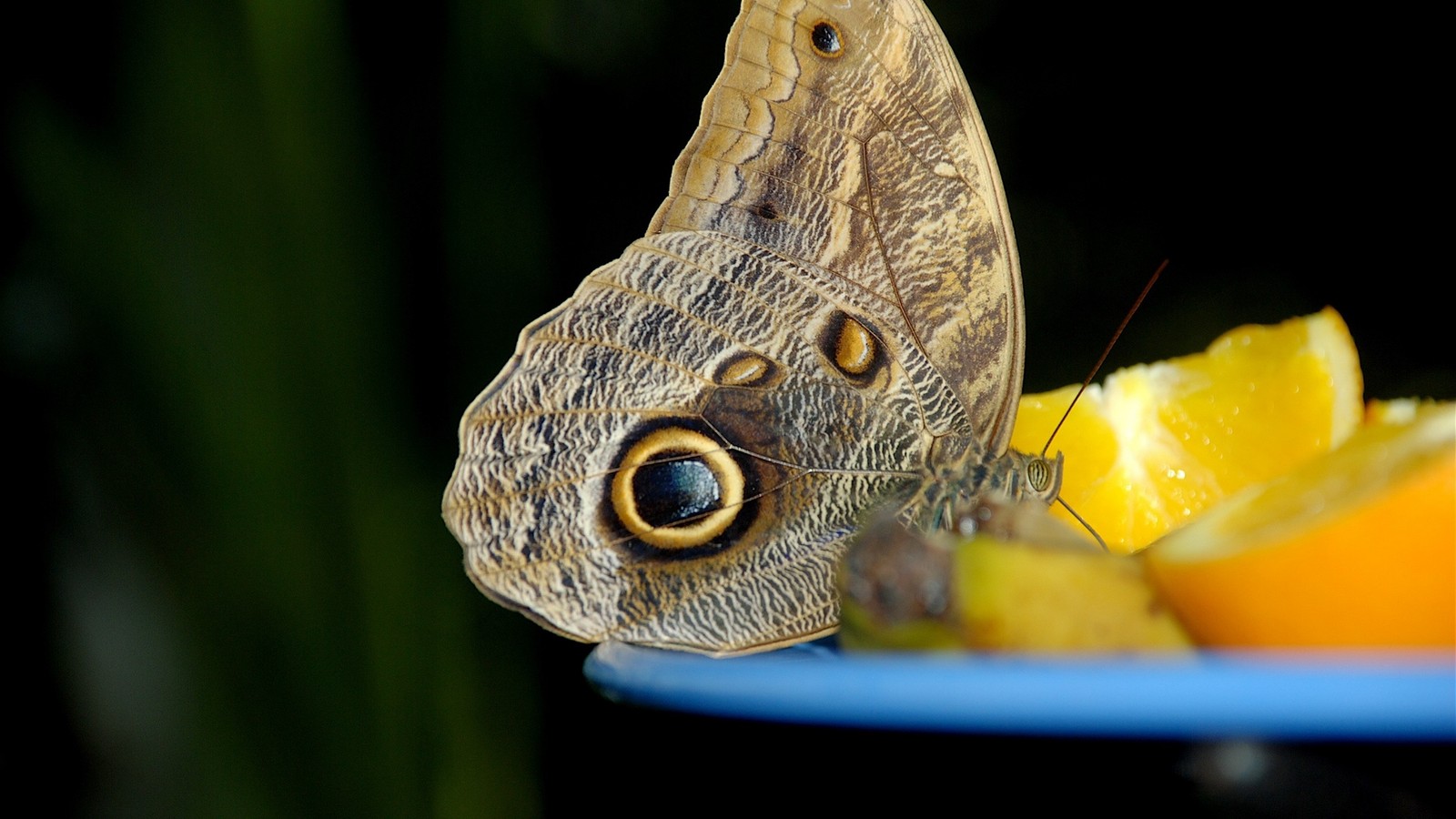 Il y a un papillon sur une assiette avec des oranges (insecte, papillon, papillons de nuit et papillons, invertébré, pollinisateur)