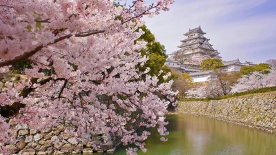 Château de Himeji entouré de cerisiers en fleurs au Japon