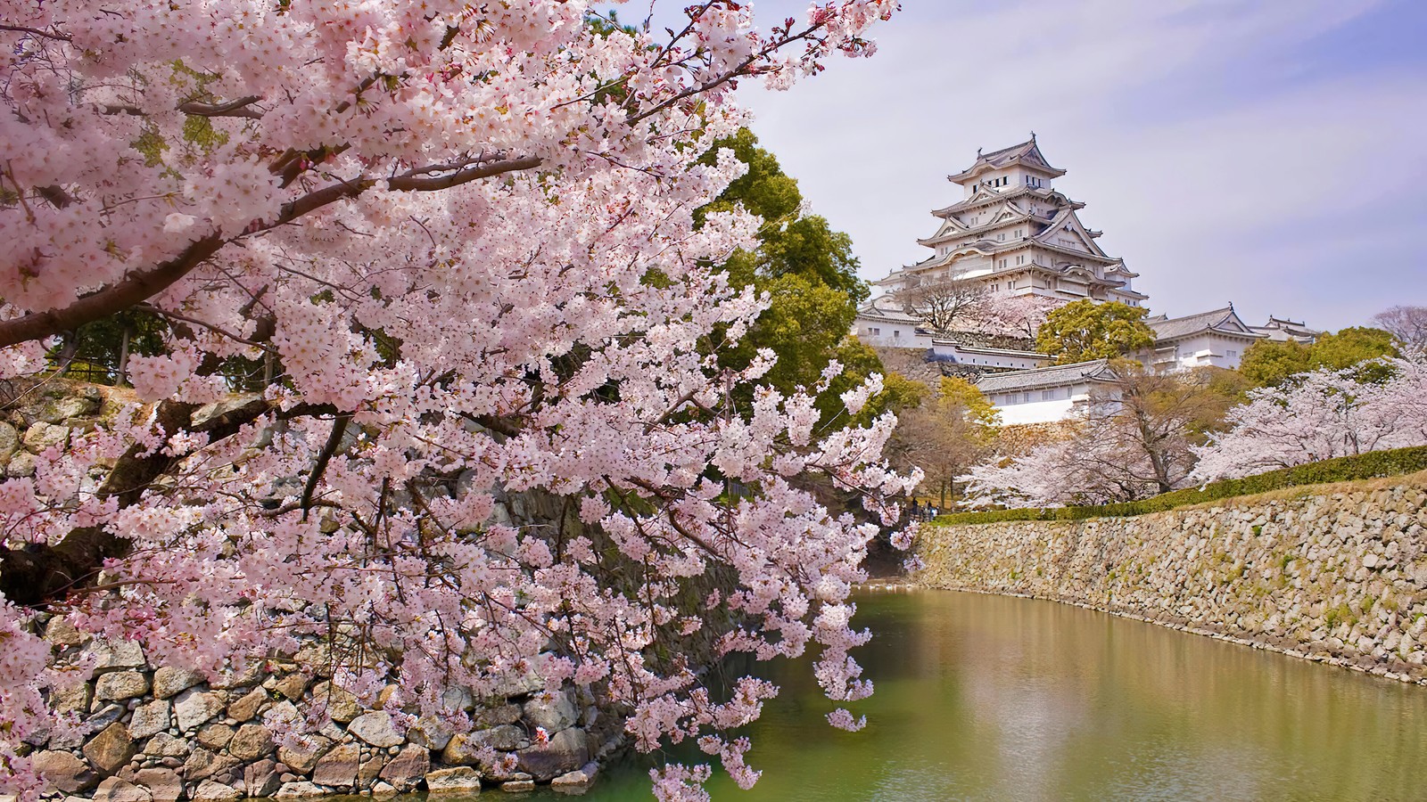 Luftaufnahme eines schlosses mit einem wassergraben und einem kirschbaum (kirschblüten, landschaft, himeji, burg, japan)