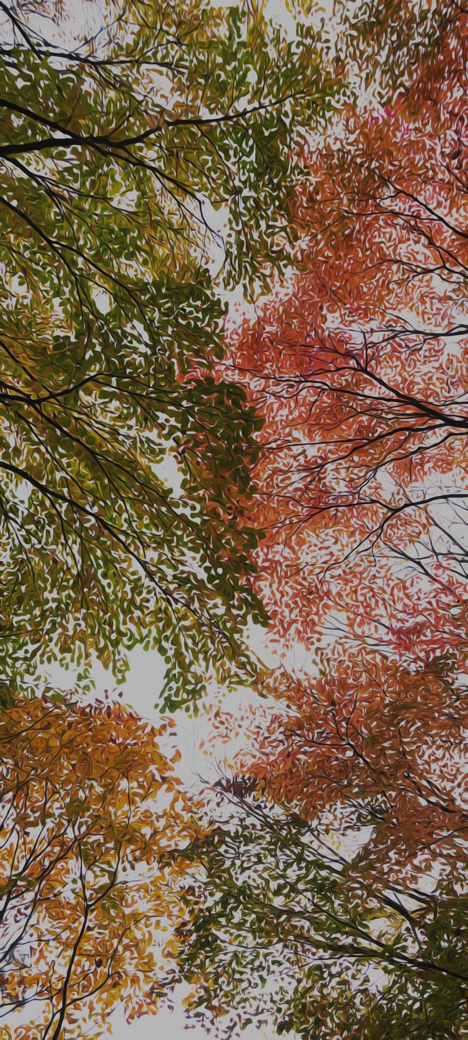 Trees with red, green and yellow leaves in a forest (leaf, brown, twig, natural landscape, trunk)