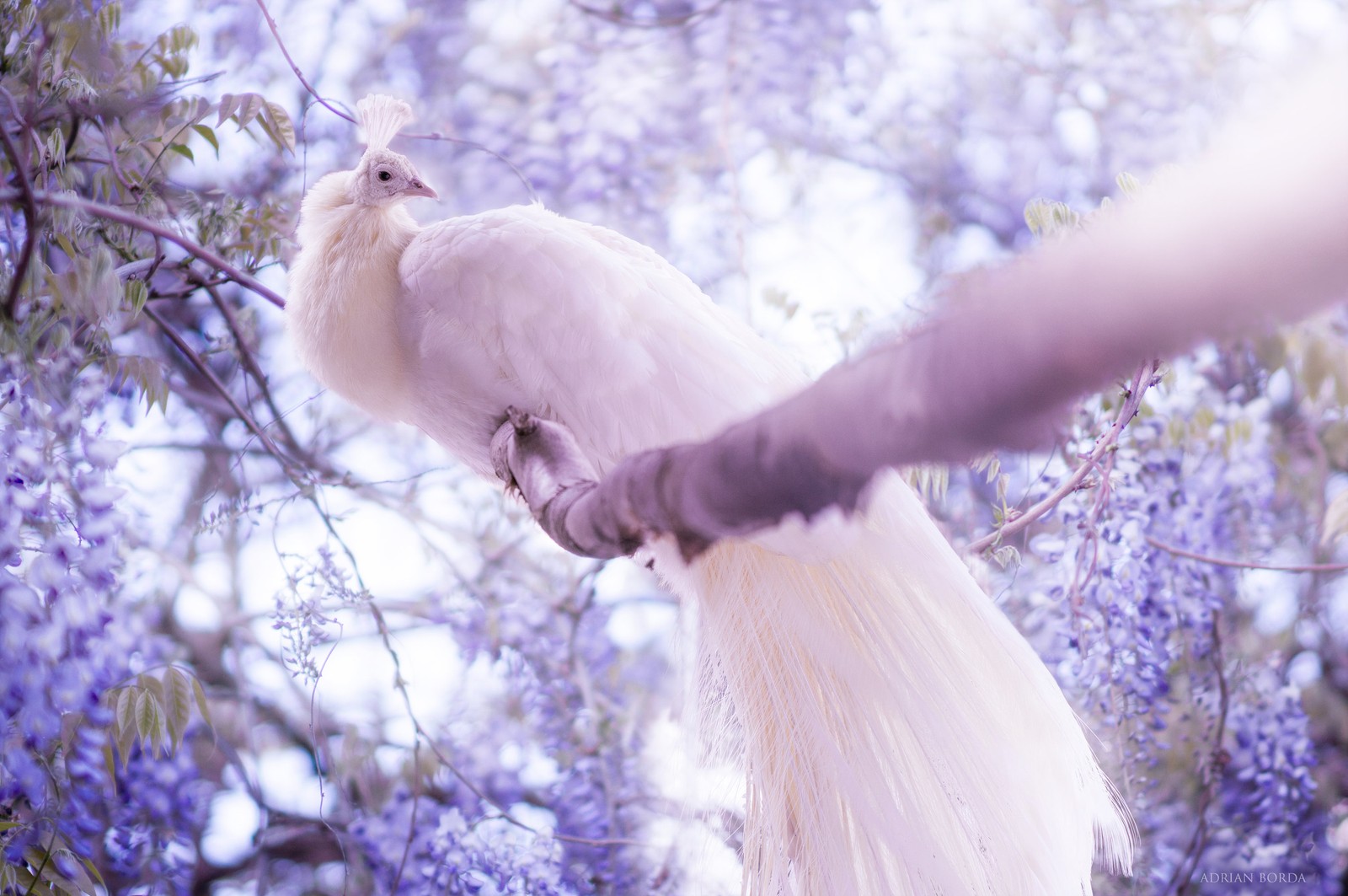 Hay un pájaro blanco sentado en una rama de un árbol (pavo real, ramo, imgur, lavanda, ave)