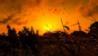 Coucher de soleil doré sur un paysage en silhouette avec des oiseaux en vol