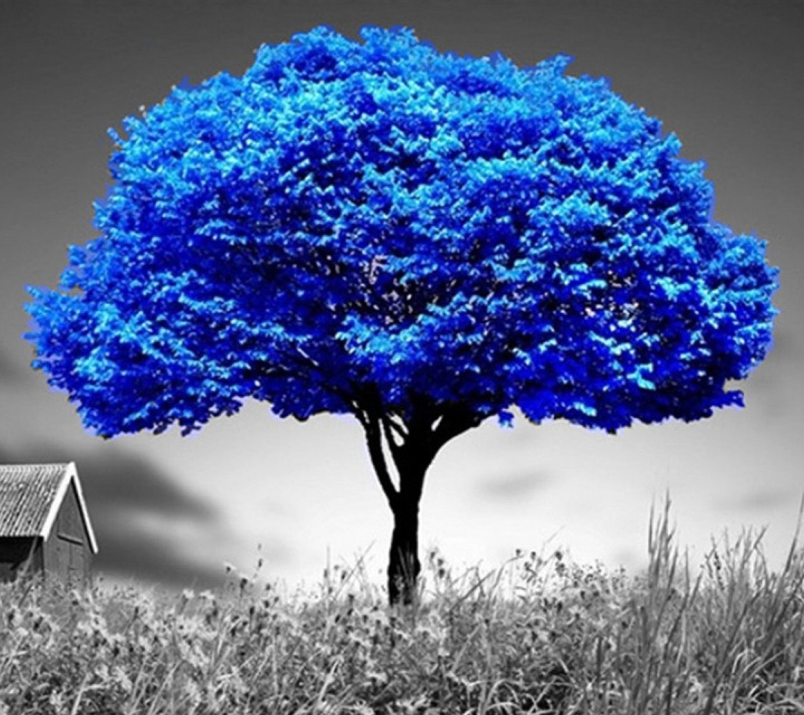 Une photo en noir et blanc d'un arbre bleu et d'une maison (bleu, hd, nature, arbre)