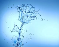 aqua, drops, flower, rose, splash wallpaper