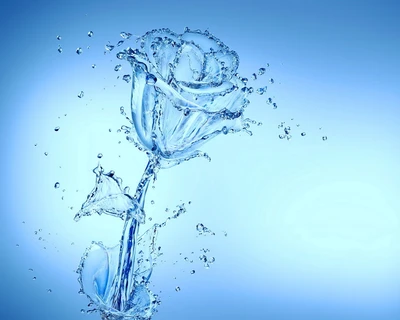 Elegant Water Rose with Splashing Drops