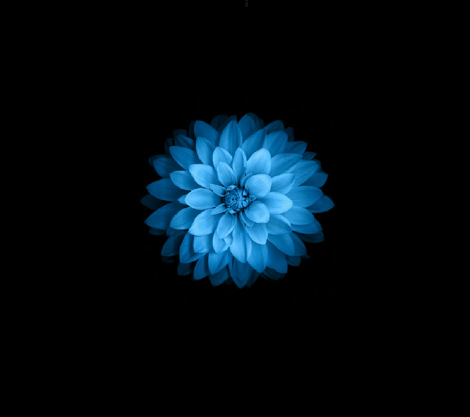 black, blue, flower Download Wallpaper