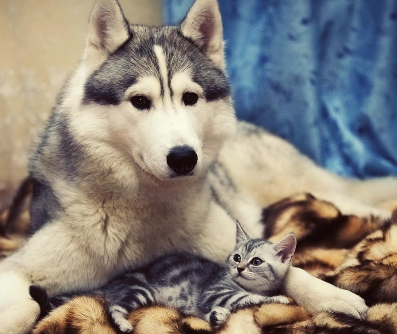 Uma girafa e um gatinho deitados sobre um cobertor com um fundo azul (gatinho, subbu, lobo)