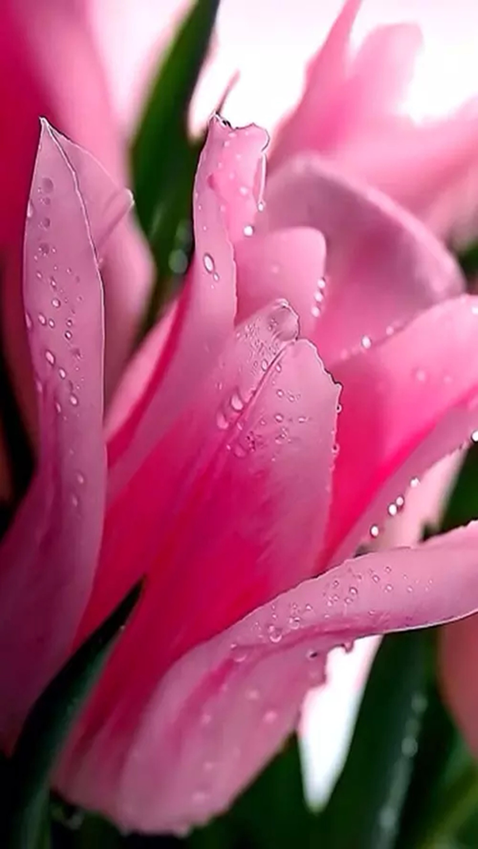 pink, tulip wallpaper