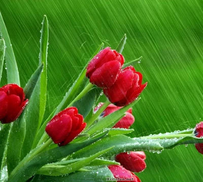 blumen, natur, regen