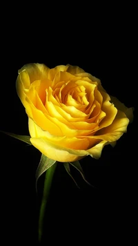 beauté, nature, rose jaune