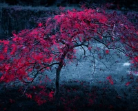 nature, pink, tree