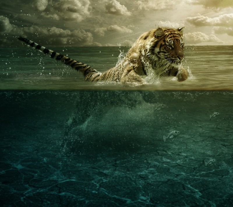 Tiger in the water with a long tail coming out of the water (tjetj, tjtjert)