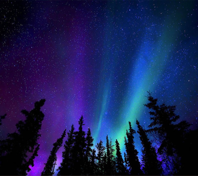 Vue de l'aurore boréale dans le ciel avec des arbres au premier plan (lumière, nuit)