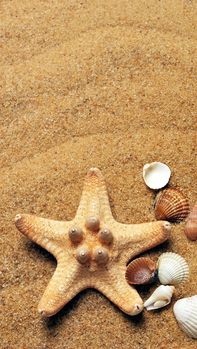 Estrella de mar y conchas en la playa de arena