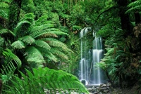 jungle, waterfall