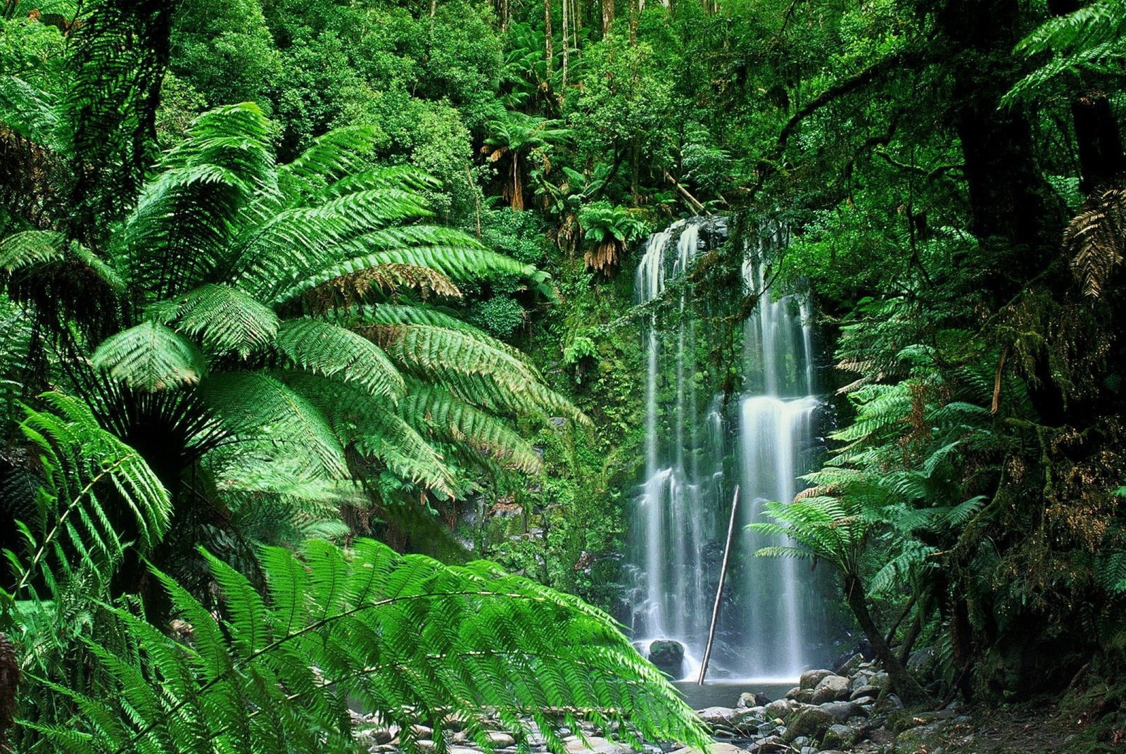 Un primer plano de una cascada en un bosque verde exuberante (selva, cascada)