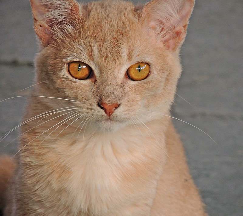 Кот сидит на земле и смотрит в камеру (кот)