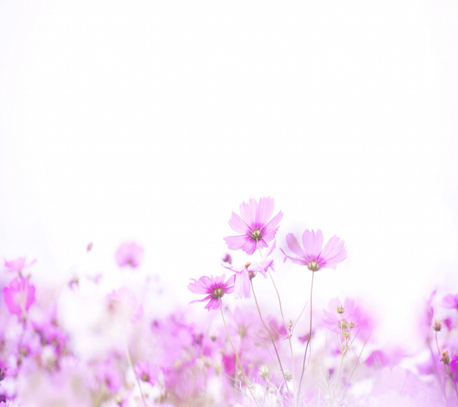 Fleurs violettes dans un champ avec un ciel blanc en arrière-plan. (floral, fleurs)